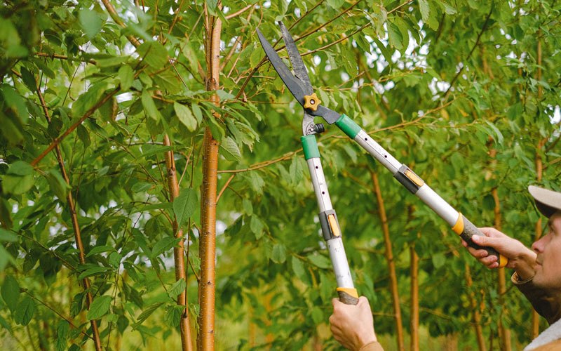 Tree trimming in Port Hadlock, WA